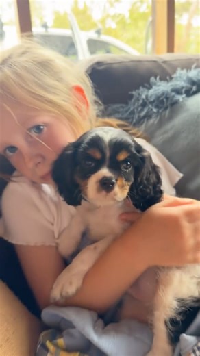 Hey guys, I think I’ve been stitched up here 😂 Amber and Ashlee told me we were going to get a forever critter… a little wombat that would never have to be released back into the bush and we could keep forever. So off we headed on about a 400 kilometre journey to pick up the newest member of the hobby farm family. Now I have to say… he’s pretty cute. He’s a little King Charles Cavalier, so not far off a wombat really, just a bit furrier and with a tail 🐶 Because he’s a King Charles Cavalier, I