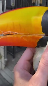 Have you ever seen a toucan’s tongue?! #tocotoucan #toucans #toucanlove #birdlover #lovemybirds #rocko #rockstar #birdtraining #birdtricks #toucancuddles #sweetboy #toucanbeaks #toucantongue | BirdTricks