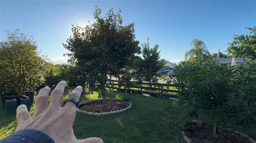 Come with me as I return to Leaf’s legendary high-density fruit tree yard in West Palm Beach, Florida. If you want to grow more fruit in less space, this yard is a masterclass in compact pruning, rare fruit varieties, container growing, and smart layout. | Paul Nison