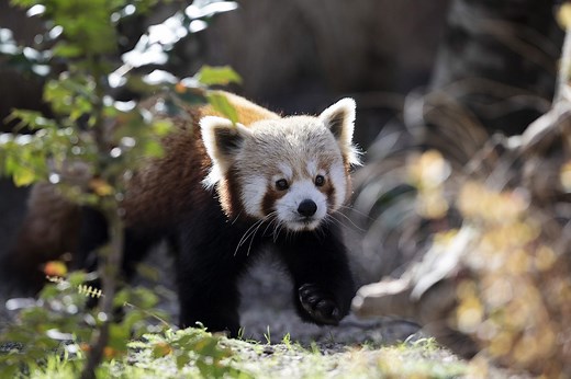 Red panda - Dublin Zoo