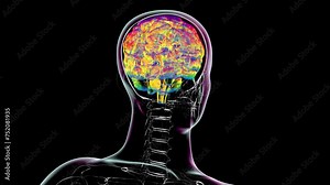 Human brain anatomy, animation