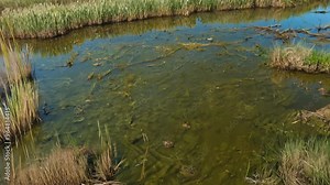Top view from above, flat lay rotating swamp background with tall reeds, muddy water, and fallen tree branches covering the entire frame space.