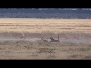 Cheetah vs a gazelle with a headstart (incredible speed)