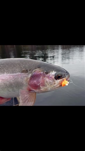 Phil Rowley Fly Fishing on Instagram: "A new year, a new podcast. My latest podcast episode, #21, the Power of Attraction is now available on my Littoral Zone Podcast. This episode focuses on strategies, tactics, flies and techniques for those days when natural presentations and patterns aren't working. Trout don't always take our flies out of a feedback onng response. Sometimes other triggers come into play. #flyfishing #stillwaterflyfishing #littoralzonepodcast #podcas"