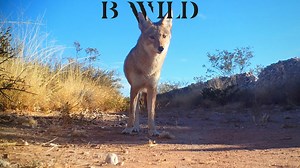 Our best videos with its natural ambient sound. Pop up the volume! "Let's celebrate life" Zacatecas, México BWILD | BWILD