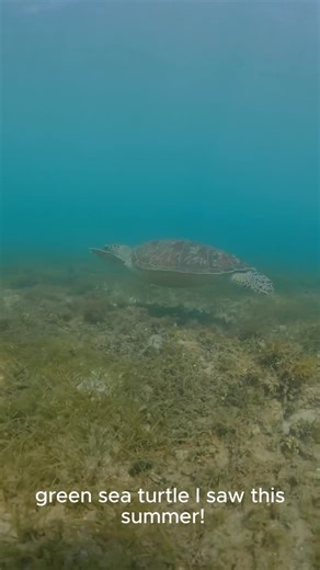 ASU Library Naturespace 🌱 | Check out these green sea turtles! Wells, A. (2024, June 16). Temperature-dependent sex determination. Thompson Earth Systems Institute.... | Instagram