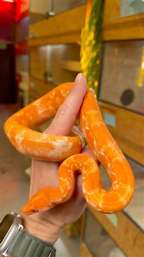 Only Real Boa Breeders Will Get These Right 🧬🐍