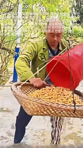 수확한 땅콩의 흙을 걸러내는 농부의 지혜 #worker #process #agriculture #sifting #farmhacks