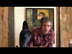 Can Pet Raven Survive in Wild ?