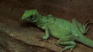 Close up view of the plumed basilisk Basiliscus plumifrons, also called a green basilisk.