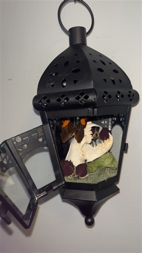 Crow’s Curiosities on TikTok