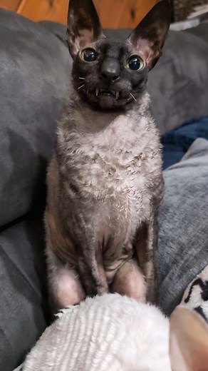 Spend a minute with Pixel and smile for a while. 😻😻 #cat #cats #catsoffacebook #catsofinstagram #catsoftiktok #clubmeatbird #pixelandsophie #kitty #ilovemycats #ilovemycat #catlovers #cornishrex #cornishrexcat #cornishrexcats #smile | Pixel & Sophie