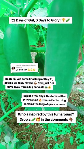 Cucumber Farming Journey: From Setback to Bountiful Harvest