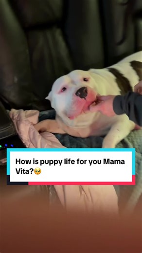 Mama Vita's Joyful Puppy Life