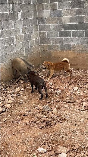 Awesome Wild Boar Dogs 🐕 🐗 #pig #viral #animals #wildboar #wildpig #wildlife