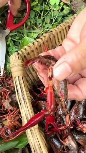 Teach you how to quickly clean crayfish with 3 tricks. Clean crayfish. Crayfish. Rural life.