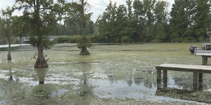 County officials looking for ways to remove hydrilla from Merritts Mill Pond