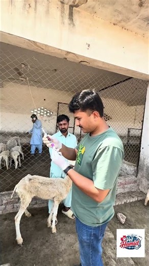 Blood sampling is a crucial step in the diagnosis of blood-borne diseases in livestock.#animalhealth