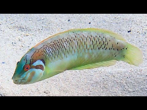 Facts: The Seagrass Wrasse