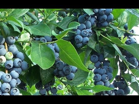 The Easiest Way to Get Free Blueberry Plants