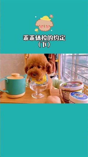 布丁的健康密码 这样做能活更久 #宠物长寿 #狗狗 #养宠秘诀