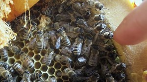 Watch To be with the bees - Rent 48h Online | Vimeo On Demand