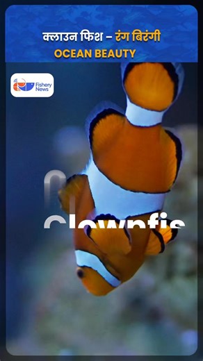 Fishery.News on Instagram: "Meet the Clown Fish — Small, Smart & Stunning #ClownFish #OceanBeauty #MarineLife #CoralReefs #FindingNemo #SeaAnemone #UnderwaterWorld #MarineEcosystem"