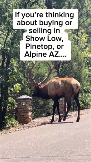 🏔️ White Mountains AZ Market Update | February 2026 📊🏡 If you’re thinking about buying or selling in Show Low, Pinetop, or Alpine, here’s what the market is doing right now ⬇️ 📍 Show Low, AZ 💰 Median List Price: $525,000 ⏳ Avg Days on Market: 77 📐 Price per Sq Ft: $322 🏡 Active Listings: 179 🌲 Pinetop, AZ 💰 Median List Price: $619,000 ⏳ Avg Days on Market: 112 📐 Price per Sq Ft: $313 🏡 Active Listings: 69 🏔️ Alpine, AZ 💰 Median List Price: $477,500 ⏳ Avg Days on Market: 161 📐 Price
