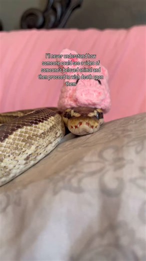 It’s okay to be scared, it’s not okay to be cruel . Tags: #animals #animalworkd #cuteanimals #animallovers #reptules #snakes #ballpython #python #colubrid #snek #cornsnake #ratsnake | Brookelynn & the critters