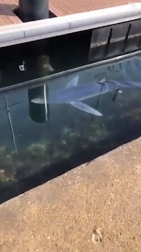 SHARK SIGHTING: Locals were surprised when they spotted a shark swimming among the boats in the crystal-clear waters of a marina in the French port city of Sète. https://abcn.ws/3aXG5dL | ABC News