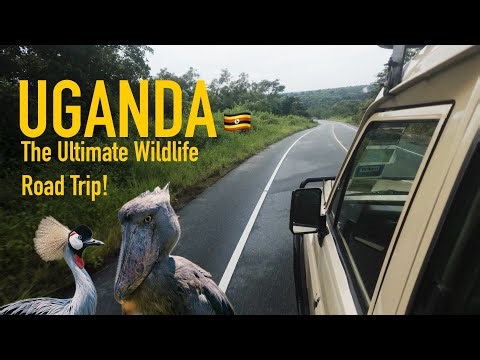 Uganda : The Ultimate Wildlife Road Trip (Preview) | Safari Vlog 🇺🇬