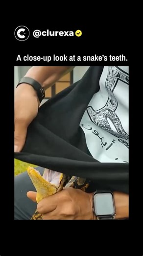 Clurexa on Instagram: "This X post features a 15-second video of a person feeding a large yellow snake, likely a young Burmese python, a banana; the close-up angle highlights the snake's backward-curving teeth gripping the fruit, debunking the common misconception that constrictor snakes lack teeth. Posted on 26 December 2025, it garnered over 1.6 million views and 720 likes within a day, with replies predominantly in Indonesian expressing shock and fear, mistaking the banana for human skin or c