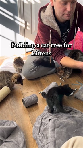 WILLY WONKY | Wobbly Feline🐾 on Instagram: "Cat dad should get a medal 🏅 #catdad #kittens #fosterkittens #rescue #cattoys"