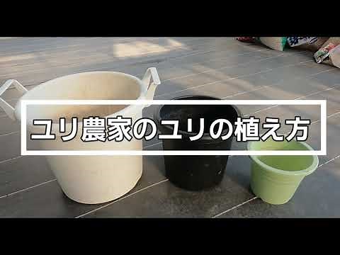 【簡単なユリの育て方】オリエンタルユリ農家が鉢に植えます