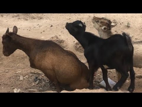 🐐 How Goats Survive & Roam Freely in Ghana 🇬🇭 (Behavior Explained)
