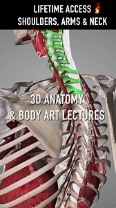 Attention Health & Fitness Leaders, Movement Enthusiasts, and Wellness Pros! 🚀 📚 Unlock expert strategies in corrective exercise with the OMNI P-Rehab Series – a unique collaboration between top Therapists and Personal Trainers to revolutionize your approach to training and rehabilitation. 🏃‍♂️💥 Don’t miss out – learn more today! Click below 👇 www.omnibodyacademy.com | OMNI Body P-rehab, Anatomy & Exercise