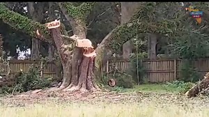 BREAKING...ESCAMBIA JUDGE ISSUES EMERGENCY ORDER STOPPING A TREE REMOVAL THAT BEGAN THIS MORNING Emergency injunction obtained this afternoon to prevent further destruction. Read Chief Judge Miller's order here: https://drive.google.com/file/d/159ntMT5S6GfZRz5unUEsPwPDOYCk4Sbp/view?usp=sharing PENSACOLA, Fla (oct 30, 2021) What many feared began happening today when the largest heritage oak tree ever measured by Escambia County began falling under the saw. Local property rights Attorney Will Dun