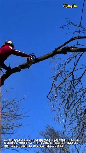 고소 위험목 가지치기 및 정밀 절단 작업 현장 #worker #process #arborist #treetrimming #chainsaw