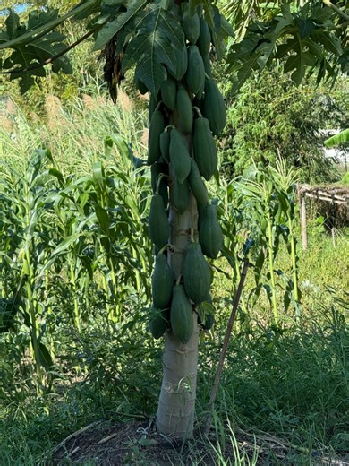 蚵白菜種植～金龜子捉不完 | 農夫「阿隆」Farmer Aron