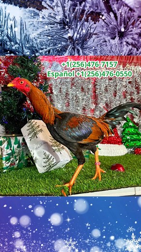 6.2K views · 153 reactions |  beautiful Asil Stag I took videos of he’s going to be one of my favorites and really tall for our Asil family.  #boneyard farm#calforinagamefowl #texasgamefowl #gamefowllife#gamefowlbreeder #gamefowllife #homested #farmlife#gallofino #rancho#greygamefowl #sweater #usa #farm #chickens#gamefowls | Boneyard farm | Facebook