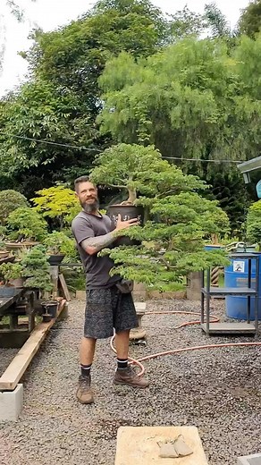 156K views · 20K reactions | Beautiful bonsai cascade Brazilian rain tree by @shivamrupya #BonsaiSociety #BonsaiBrasil #BonsaiTree | Bonsai Society | Facebook