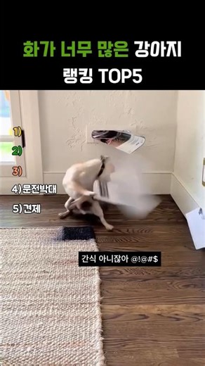 Top 5 Dogs That Get Angry Too Much