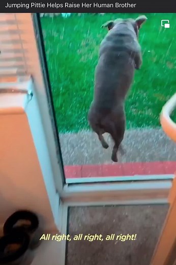 a - DORA - bull on TikTok