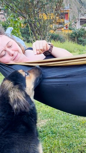 The moment they reunited when she came back for him 3 months later 😭💞 We spoke to Mirelle about the epic journey finding Paddington in Peru, taking him all the way back to the UK with her, and what his life is like now! Keep up with Paddington on Instagram: https://thedo.do/paddingtonfromperu. | The Dodo