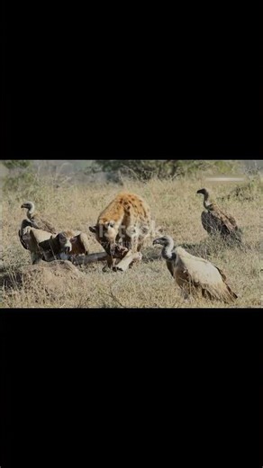 Cheetah Escapes Hyenas With Smart Tree Climb Wildlife Survival Story