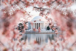 This Is When Washington, D.C. Cherry Blossoms Will Peak in 2025—Plus How to Plan Your Visit