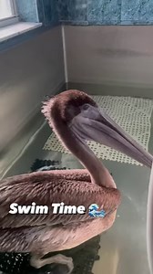 1.1K views · 119 reactions | The Brown Pelican is one of the most...