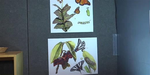 Part of Florida Museum of Natural History to close to upgrade space for future exhibits