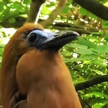 Different birds sounds