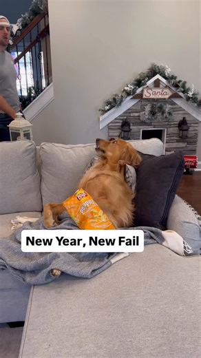 Our new year resolutions are off to a terrible start… #dog #goldenretriever | Aguyandagolden